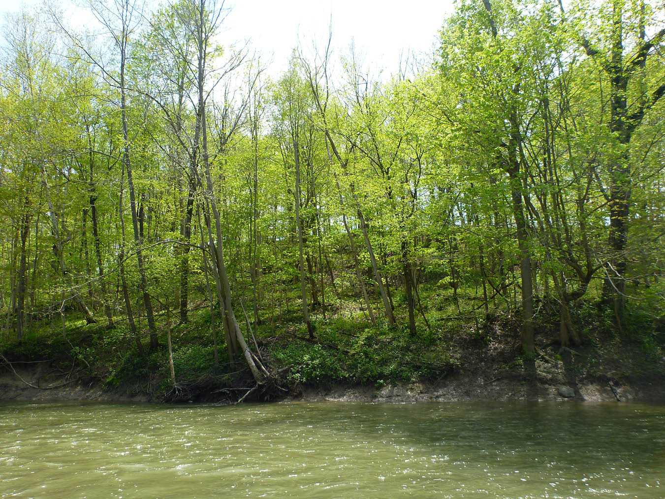 Protecting Natural Areas in the Sydenham – Sydenham River Watershed