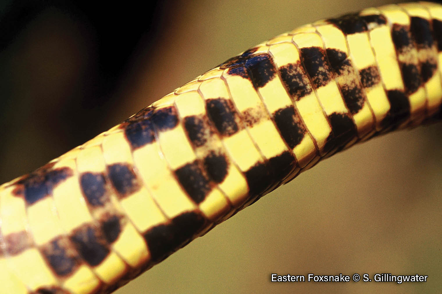 Eastern Foxsnake – Sydenham River Watershed