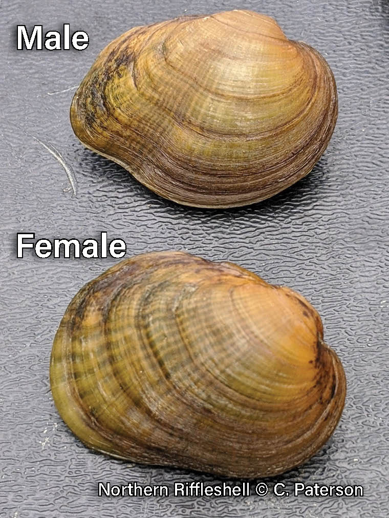 Female clam sale