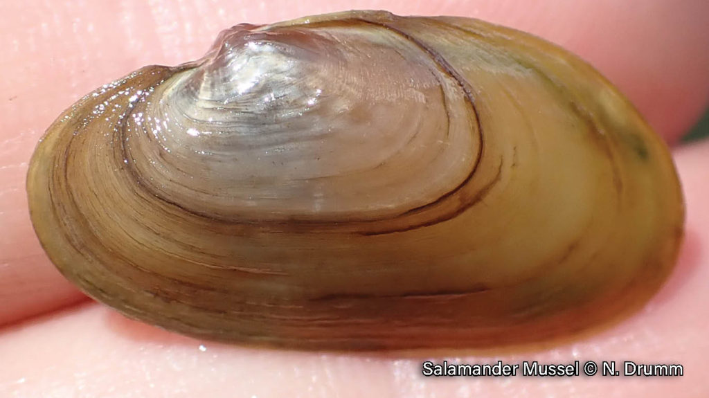 Salamander Mussel – Sydenham River Watershed