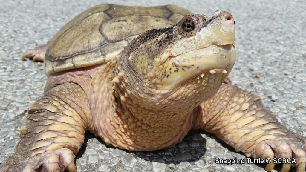 Snapping Turtle – Sydenham River Watershed