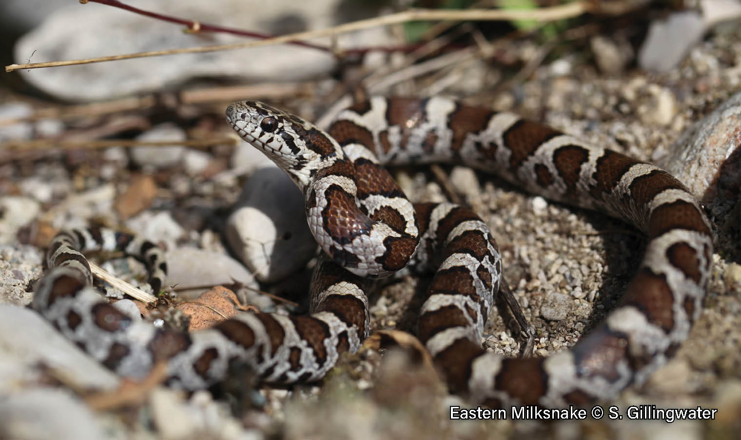 Eastern Milksnake – Sydenham River Watershed