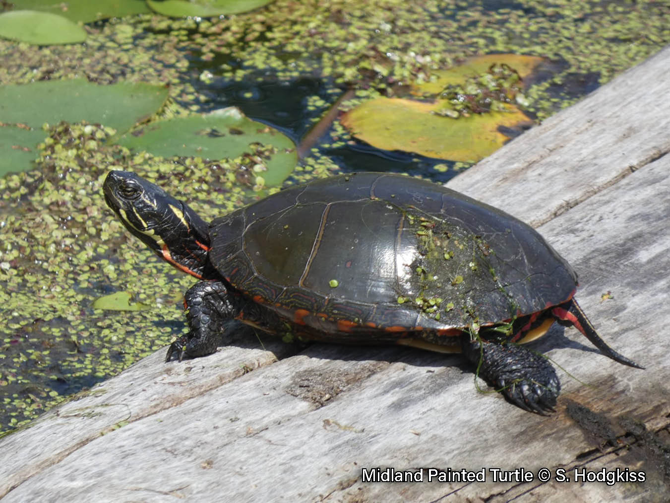 Midland Painted Turtle – Sydenham River Watershed