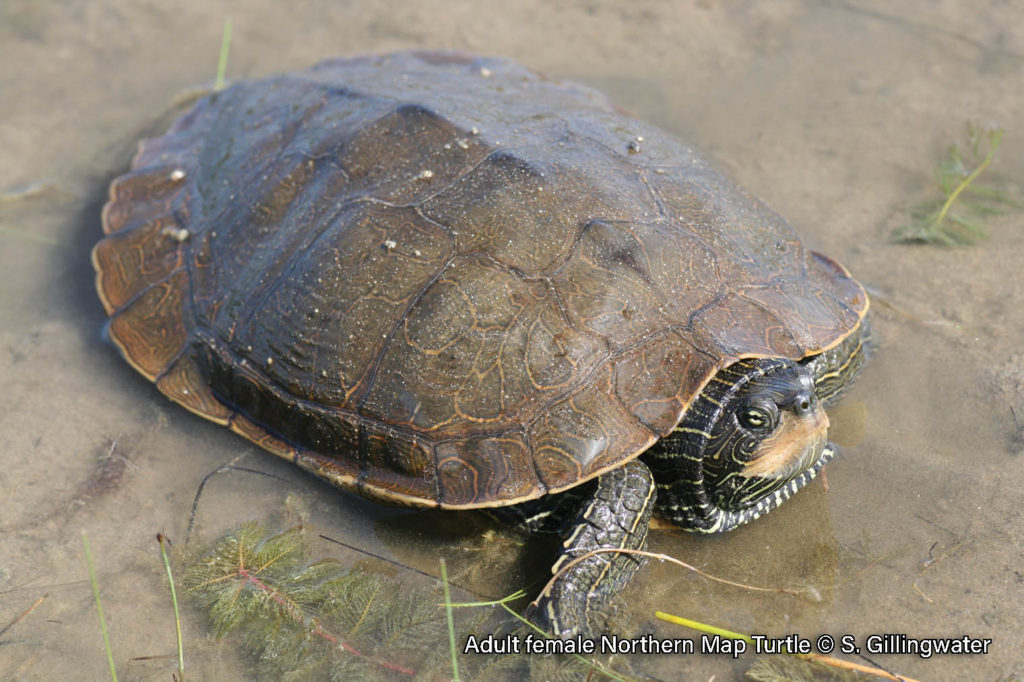 Northern Map Turtle – Sydenham River Watershed