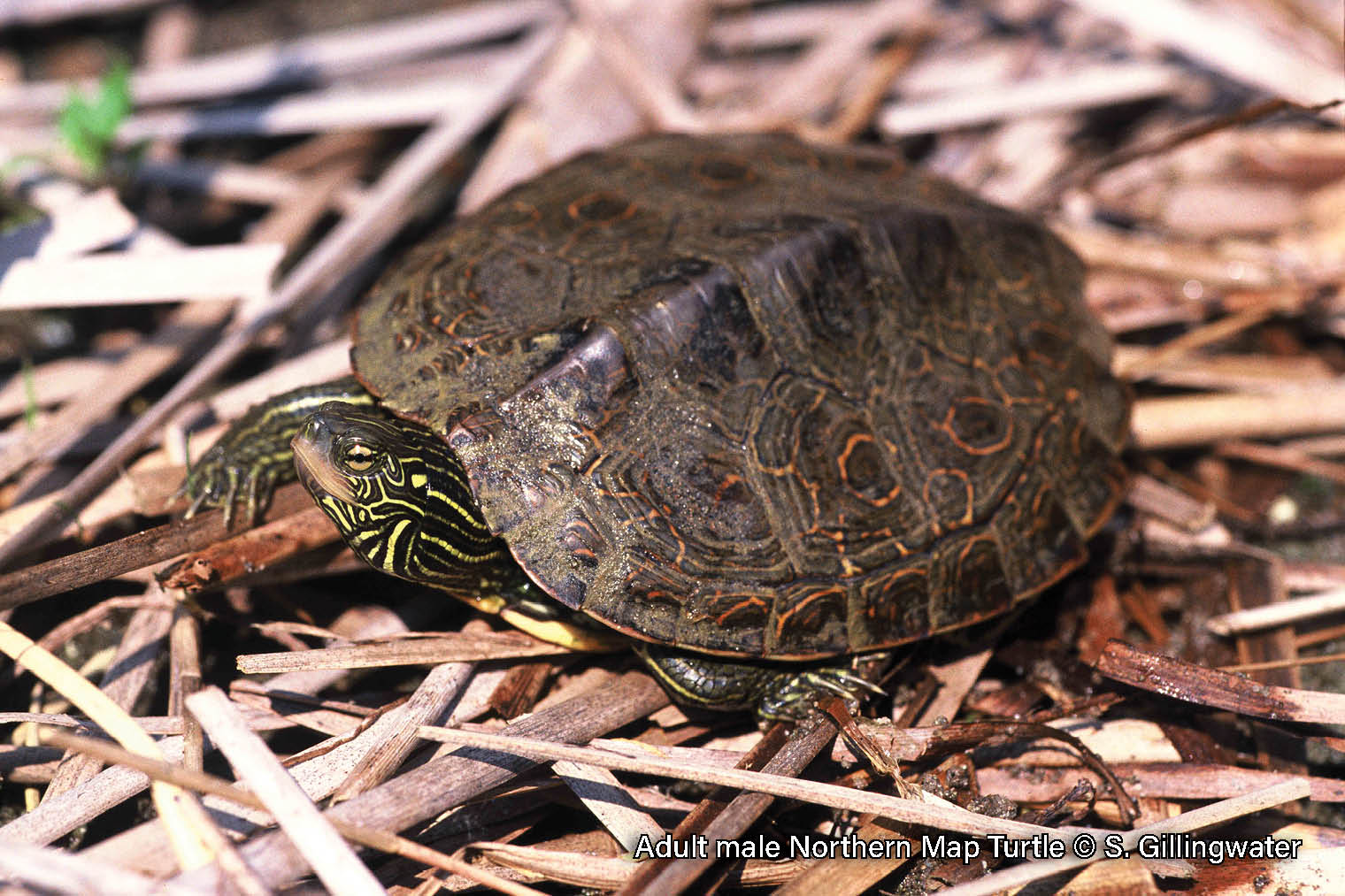 Northern Map Turtle – Sydenham River Watershed