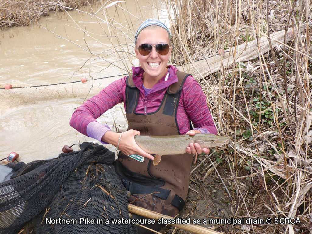 Spiny Softshell – Sydenham River Watershed