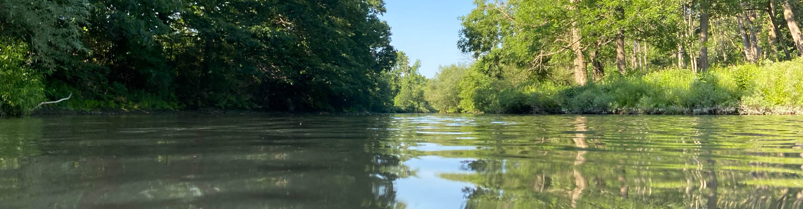 Pugnose Minnow – Sydenham River Watershed