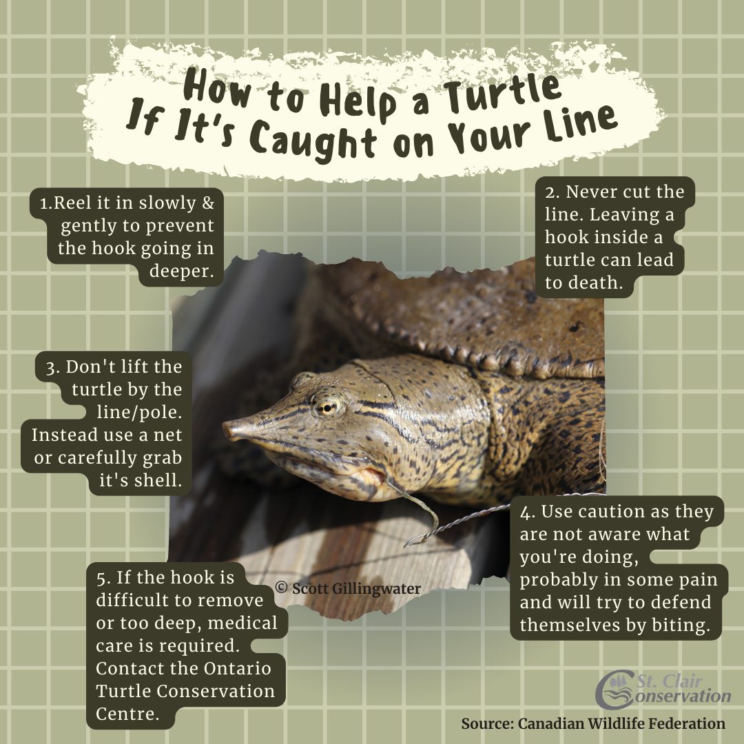 Turtles’ Lives are on the Line – Sydenham River Watershed